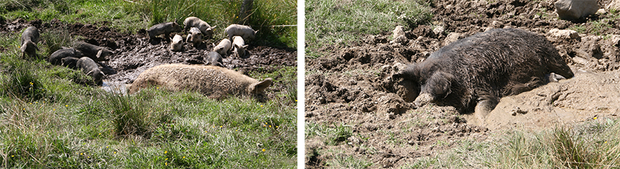 Mangalitza suhlen